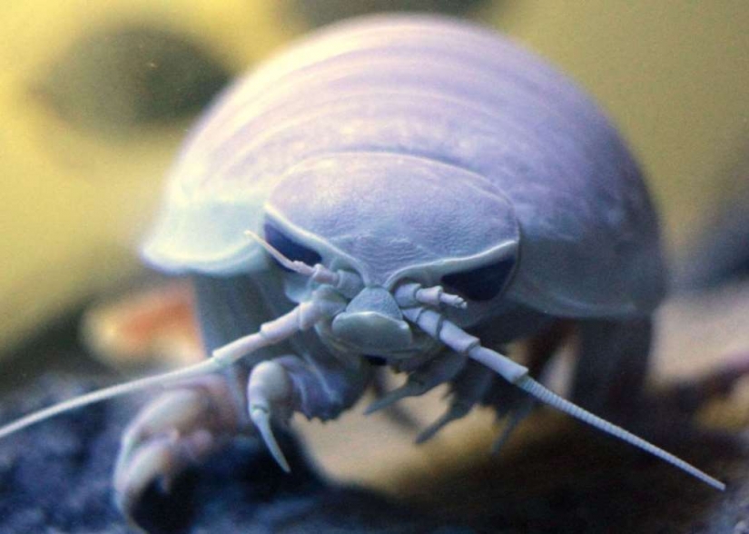Evil slips under the water. The most terrible sea creatures