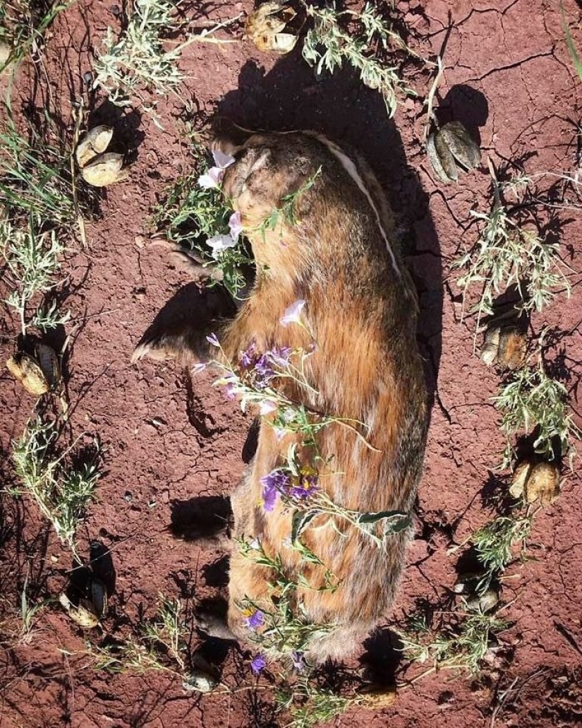 Extraordinarily beautiful and sad photos of floral memorials for dead animals