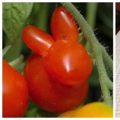 Fancy radish and other fruits-vegetables that have forgotten that they are plants