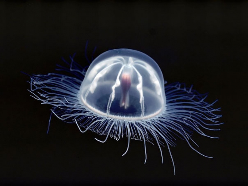 Fantastic beasts: transparent animals, whose existence is hard to believe