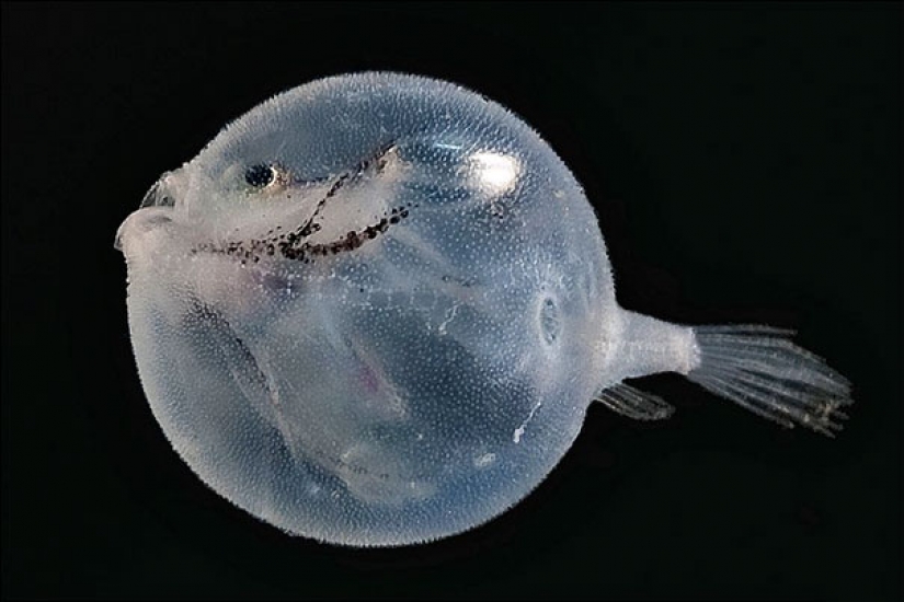 Fantastic beasts: transparent animals, whose existence is hard to believe