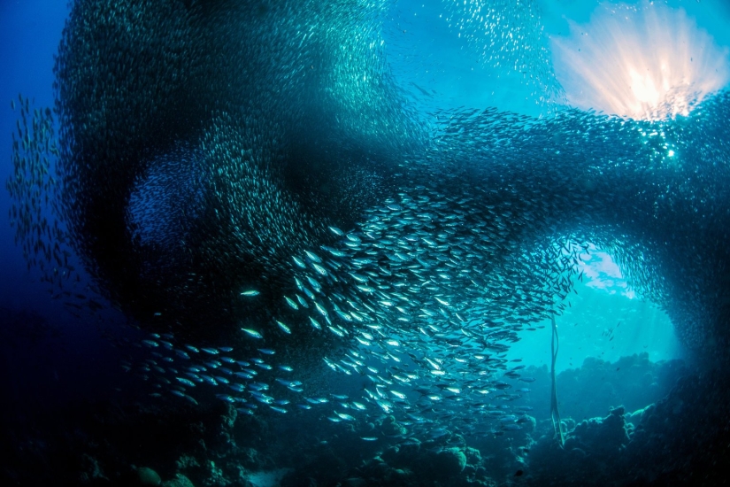 Featured stunning photography winning UN World Oceans Day Photo Contest