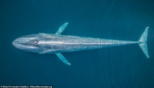 Featured stunning photography winning UN World Oceans Day Photo Contest