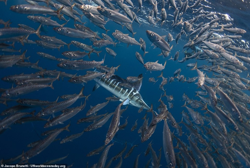 Featured stunning photography winning UN World Oceans Day Photo Contest
