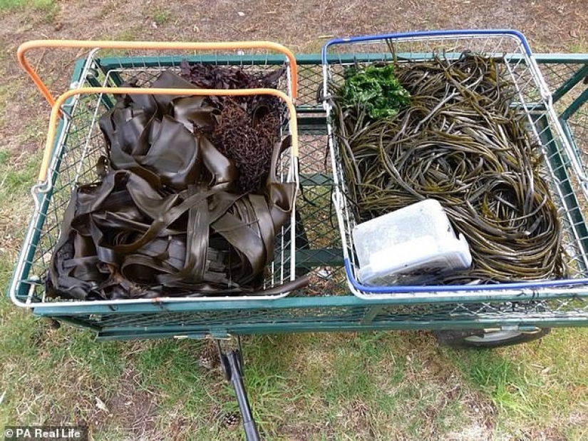 Filete de ardilla y espaguetis de algas marinas: los recolectores de Escocia comen todo lo que encuentran cerca de su hogar