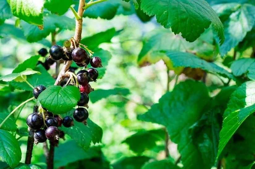 For beauty and health: 5 plants that need to be harvested and dried before the end of summer