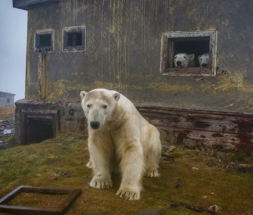 Fotógrafo desesperado se llevó osos polares, guardianes de una estación polar abandonada
