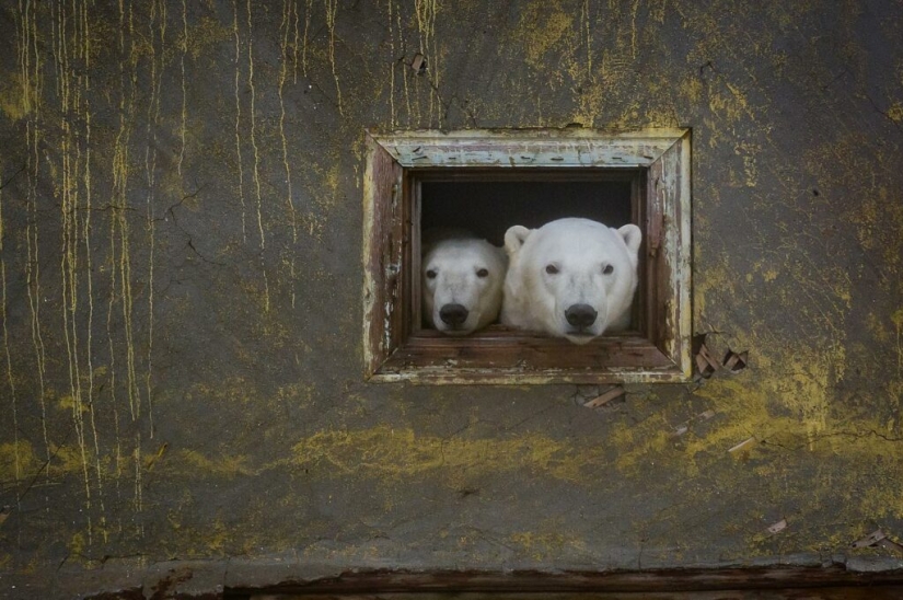 Fotógrafo desesperado se llevó osos polares, guardianes de una estación polar abandonada