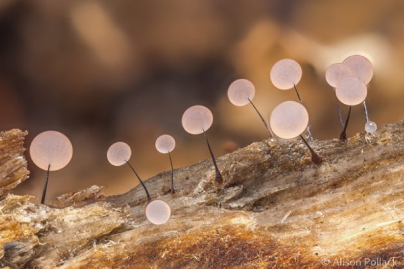 Fotógrafo toma fotografías macro extremas de hongos