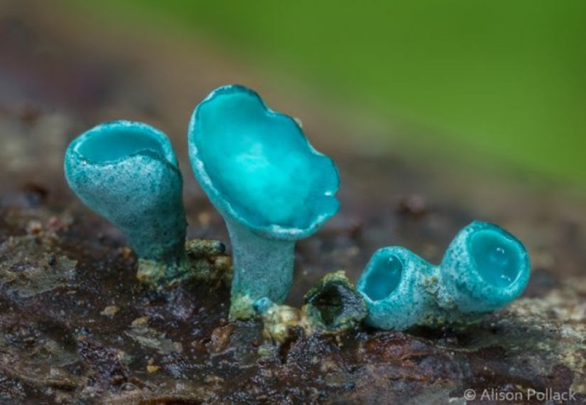 Fotógrafo toma fotografías macro extremas de hongos