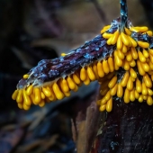 Fotógrafo toma fotografías macro extremas de hongos