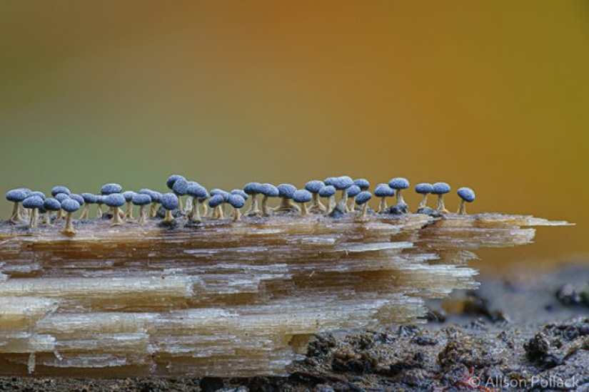 Fotógrafo toma fotografías macro extremas de hongos