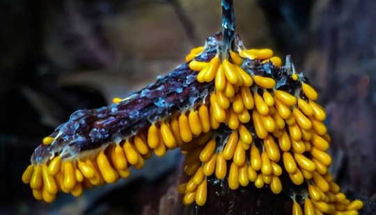 Fotógrafo toma fotografías macro extremas de hongos