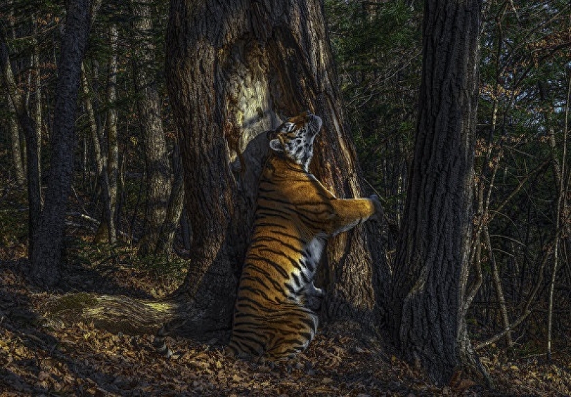 Foto de un ruso que recibió el Gran Premio, y otros finalistas del concurso Wildlife Photographer of the Year 2020