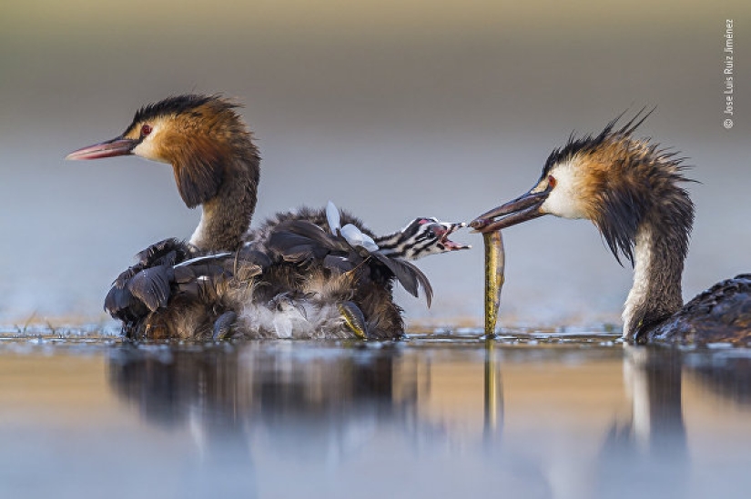 Foto de un ruso que recibió el Gran Premio, y otros finalistas del concurso Wildlife Photographer of the Year 2020