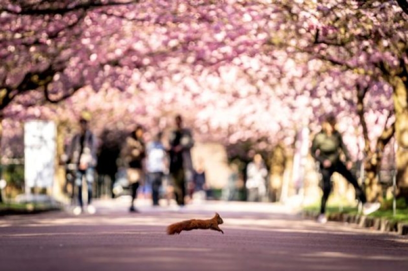 Foto del año: animales