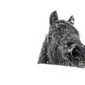 Foto del año: animales