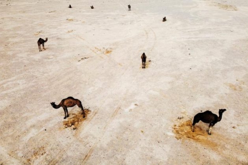 Foto del año: animales