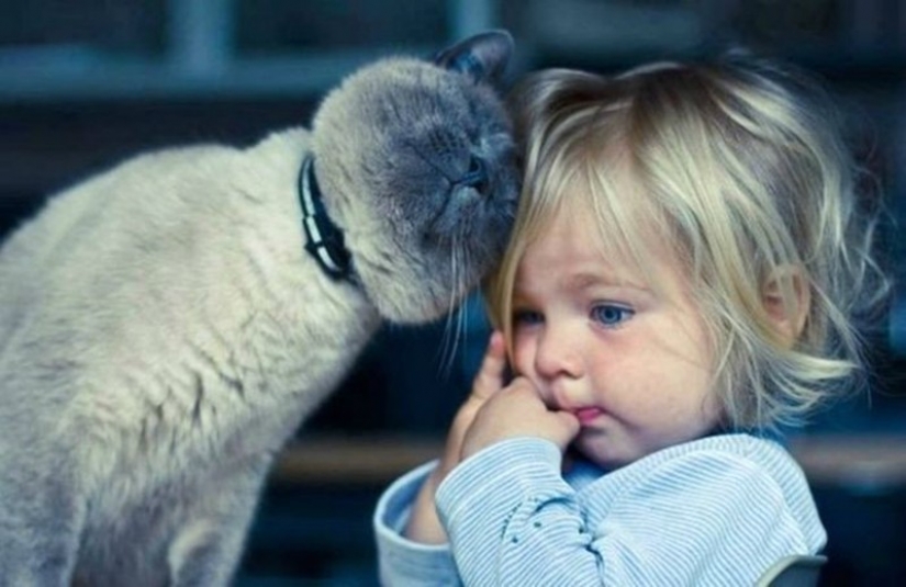 Fotos adorables, demostrando que tu hijo necesita un gato