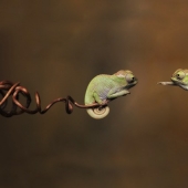 Funny little chameleons