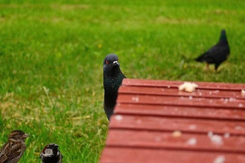 Funny mini-story about a pigeon who "snapped" his happiness