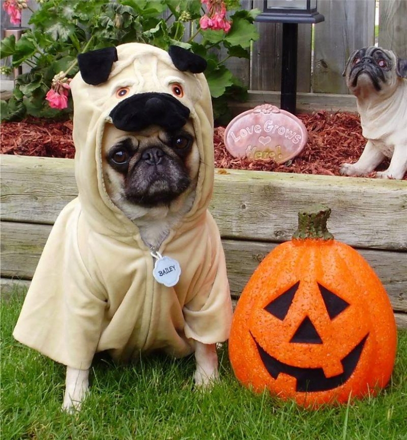 Funny pugs — masters of disguise