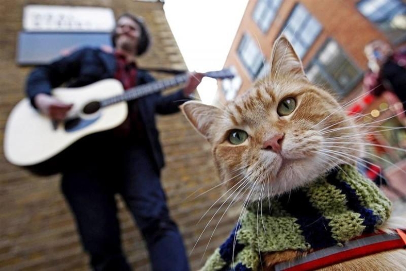 Ginger cat Bob