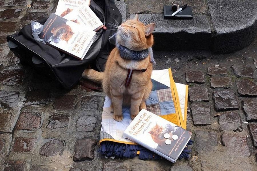 Ginger cat Bob