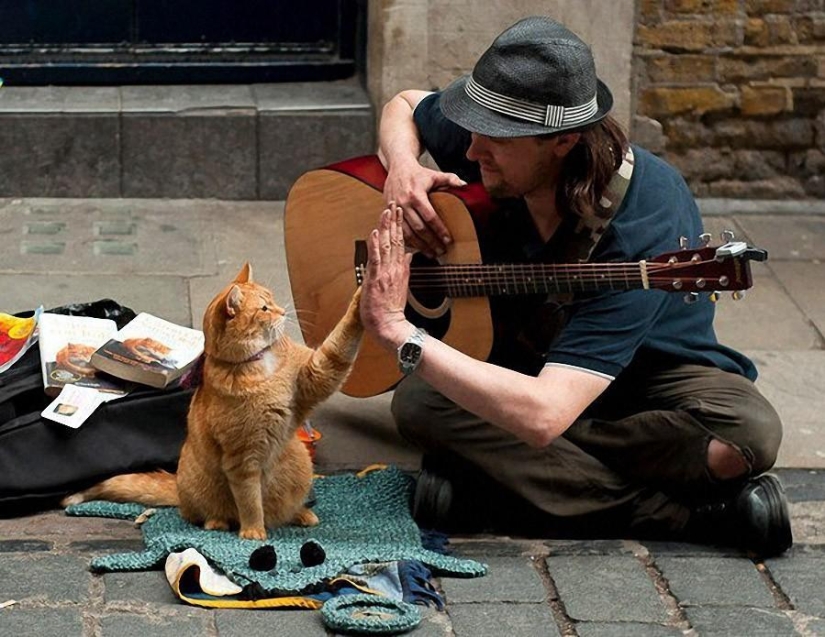 Ginger cat Bob