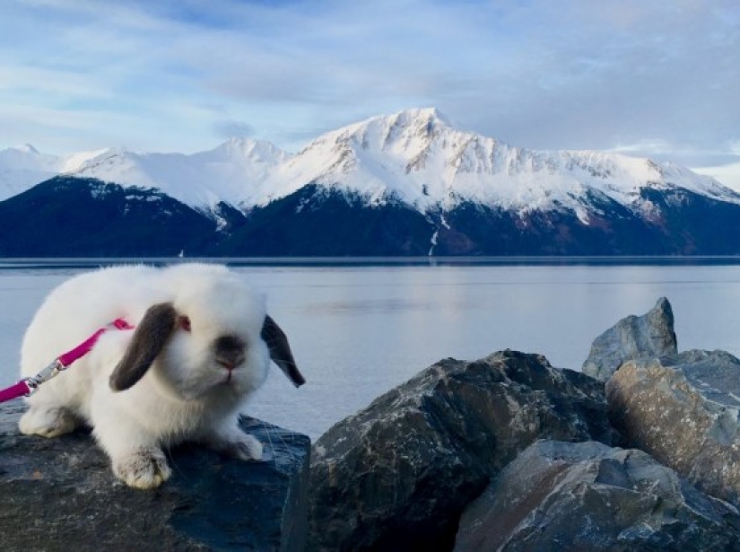 Girl travels with decorative rabbit
