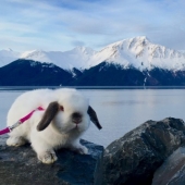 Girl travels with decorative rabbit