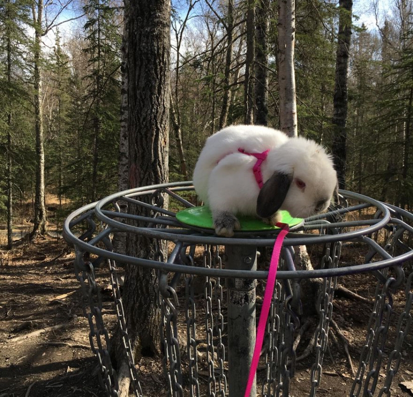 Girl travels with decorative rabbit