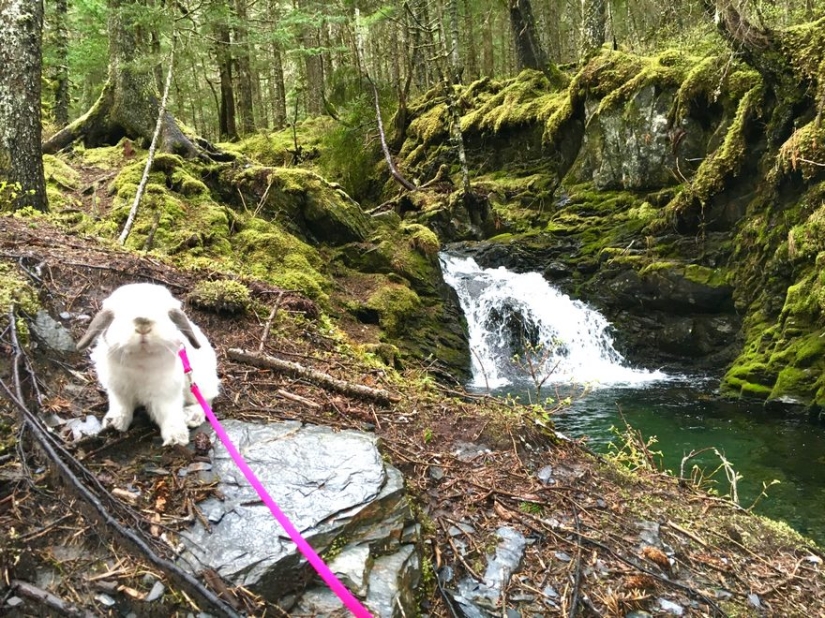 Girl travels with decorative rabbit