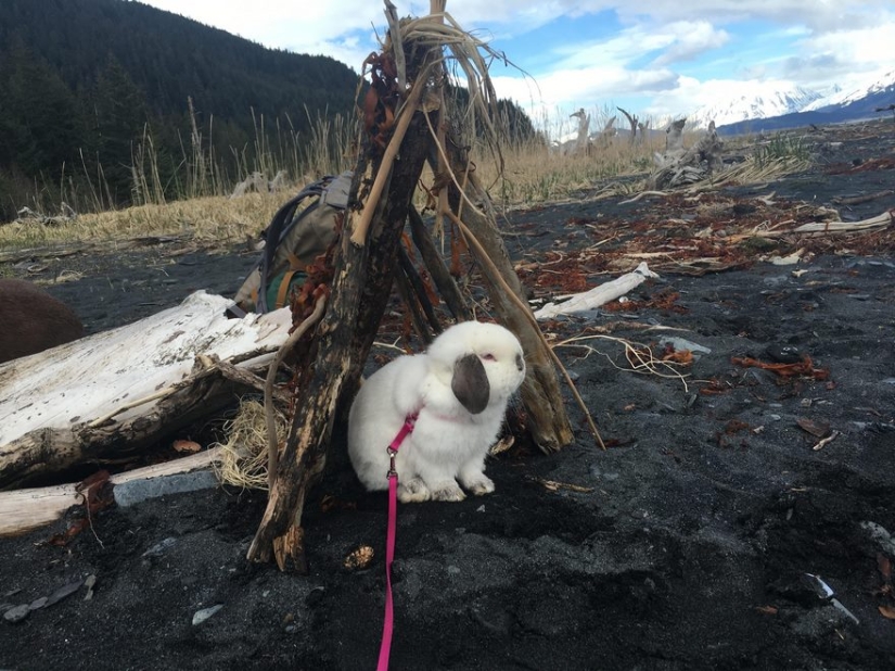 Girl travels with decorative rabbit