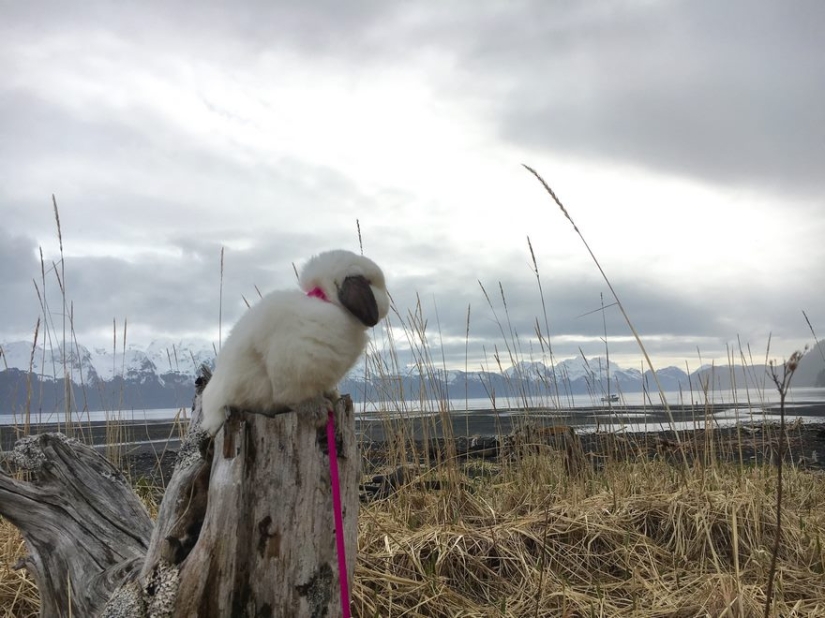 Girl travels with decorative rabbit