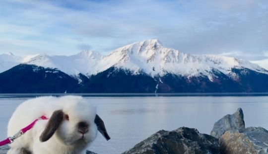 Girl travels with decorative rabbit