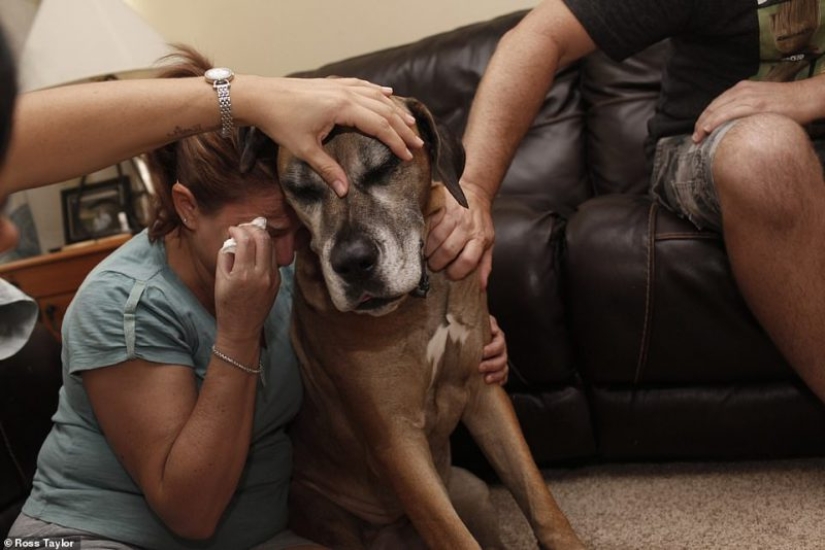 Give me a paw goodbye: tears of parting over dying pets