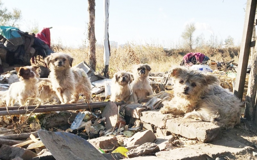 Good mission: a monk from Shanghai takes care of 8,000 homeless animals