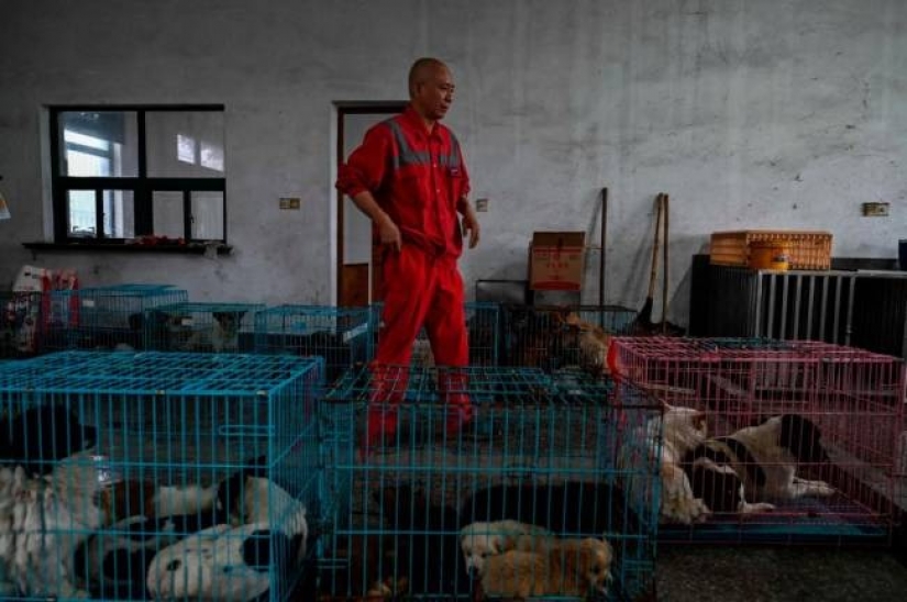 Good mission: a monk from Shanghai takes care of 8,000 homeless animals