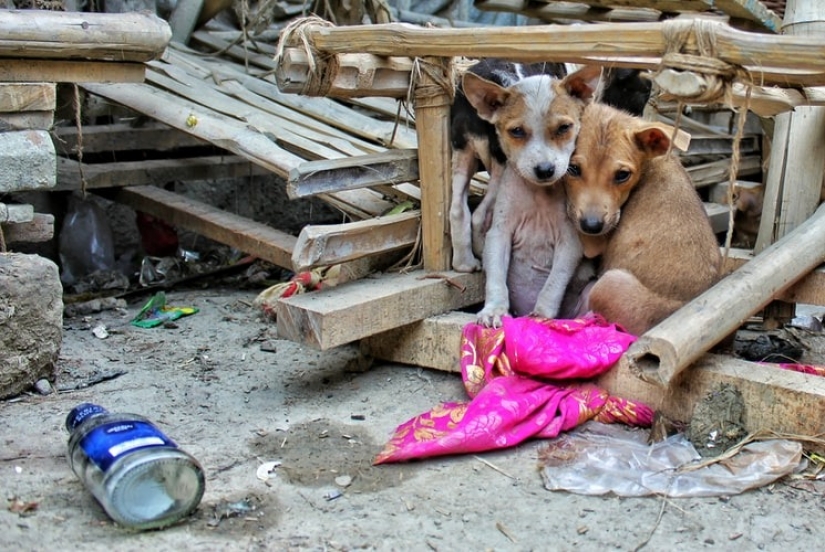 Good mission: a monk from Shanghai takes care of 8,000 homeless animals