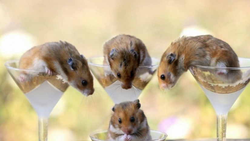 Hamsters turned out to be lovers of strong booze and at the same time never get drunk