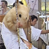 Hamsters turned out to be lovers of strong booze and at the same time never get drunk