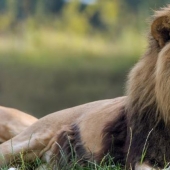 He died for more than a day: an American shot a lion with a bow in the reserve for 2 million