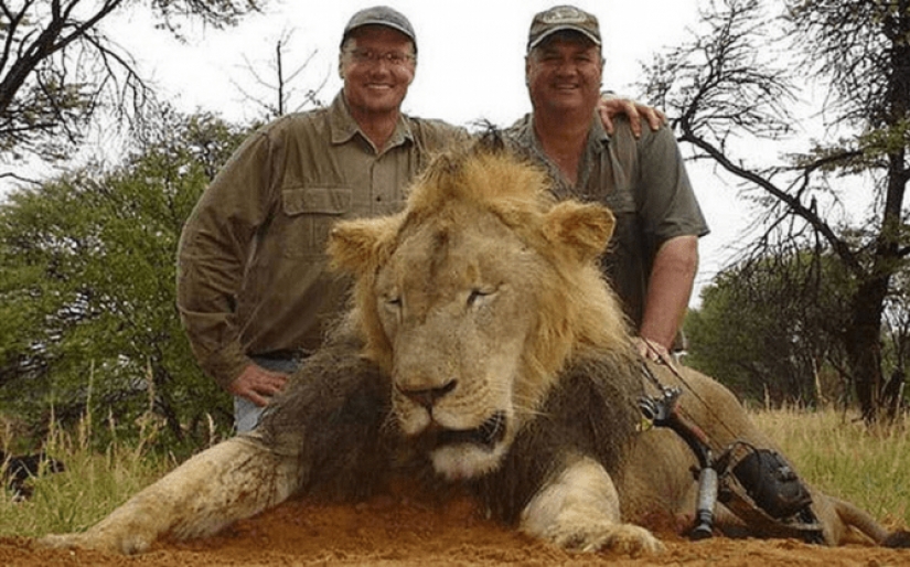 He died for more than a day: an American shot a lion with a bow in the reserve for 2 million