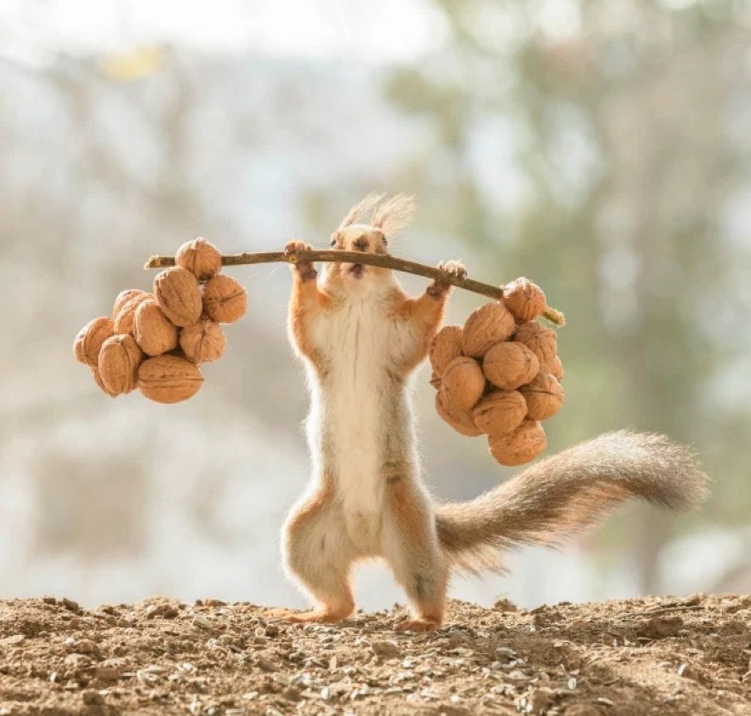 How a cunning photographer forced squirrels to do weightlifting