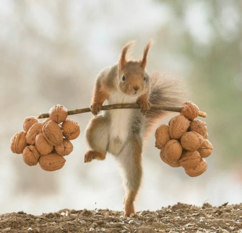 How a cunning photographer forced squirrels to do weightlifting