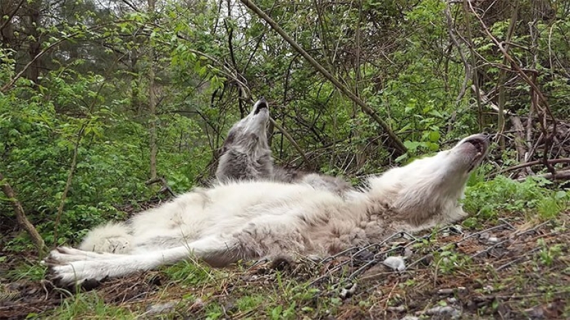 How do the laziest wolves in the world behave