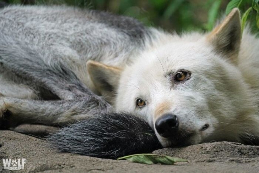 How do the laziest wolves in the world behave