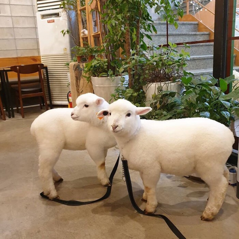 How does the unique cafés in Seoul, where you can drink coffee with white fluffy sheep