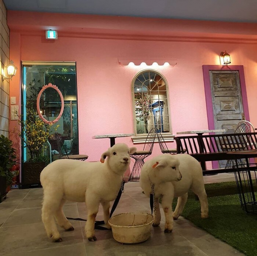How does the unique cafés in Seoul, where you can drink coffee with white fluffy sheep